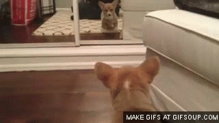 puppy-scared-of-reflection-o