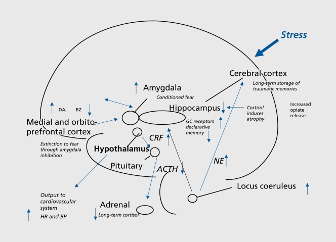 A visual map of the brain where I only kinda know what's going on. 